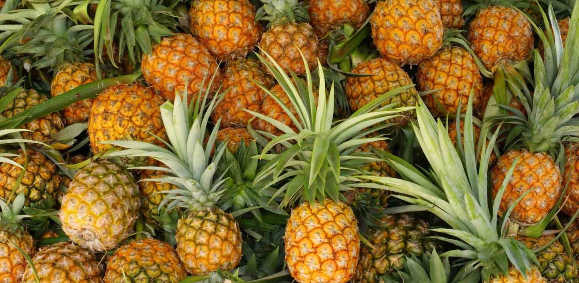Coupe-ananas Westmark en plastique solide